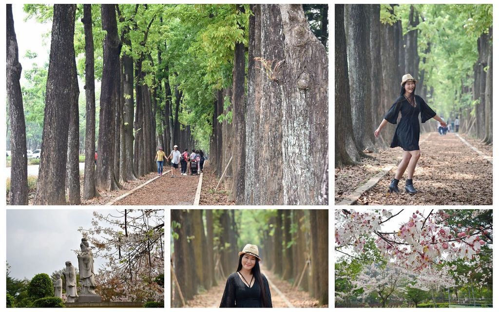 高雄六龜區|新威森林公園 桃花心木步道 神威天臺山道場 天臺山花旗木 六龜天臺山 六龜景點