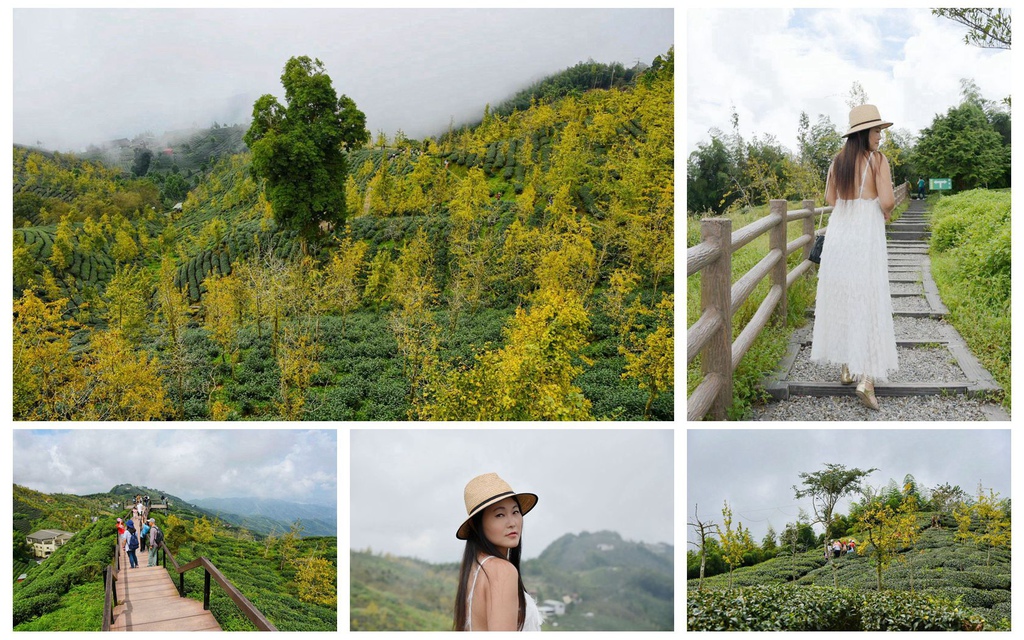 南投鹿谷鄉｜大崙山銀杏森林 大崙山觀光茶園 大崙山觀景台 東