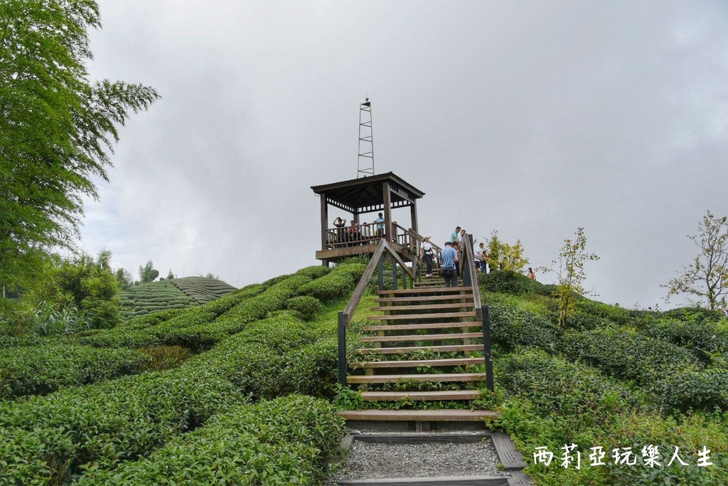 南投鹿谷鄉｜大崙山銀杏森林 大崙山觀光茶園 大崙山觀景台 東