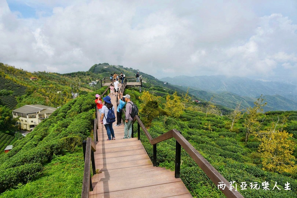 南投鹿谷鄉｜大崙山銀杏森林 大崙山觀光茶園 大崙山觀景台 東