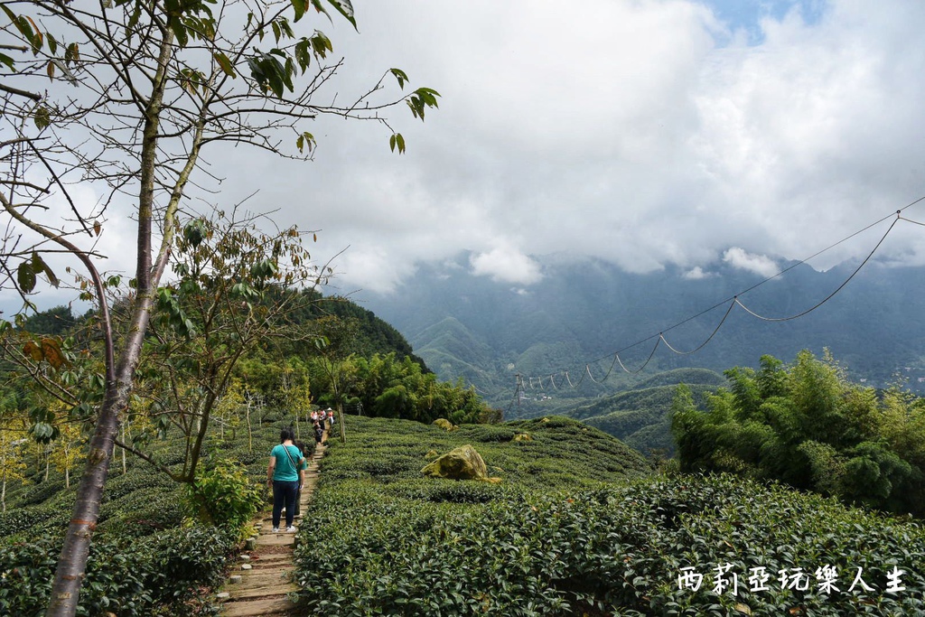 南投鹿谷鄉｜大崙山銀杏森林 大崙山觀光茶園 大崙山觀景台 東