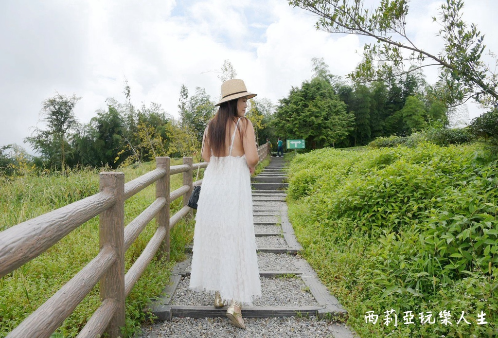 南投鹿谷鄉｜大崙山銀杏森林 大崙山觀光茶園 大崙山觀景台 東