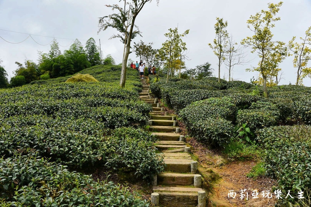 南投鹿谷鄉｜大崙山銀杏森林 大崙山觀光茶園 大崙山觀景台 東