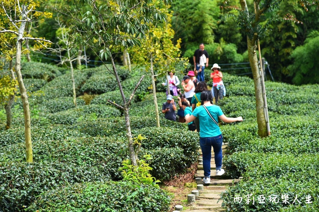 南投鹿谷鄉｜大崙山銀杏森林 大崙山觀光茶園 大崙山觀景台 東