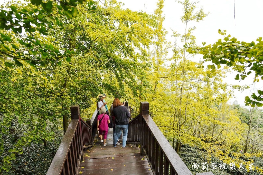 南投鹿谷鄉｜武岫休閒農圃 武岫農圃 東南亞最大銀杏林區 南投