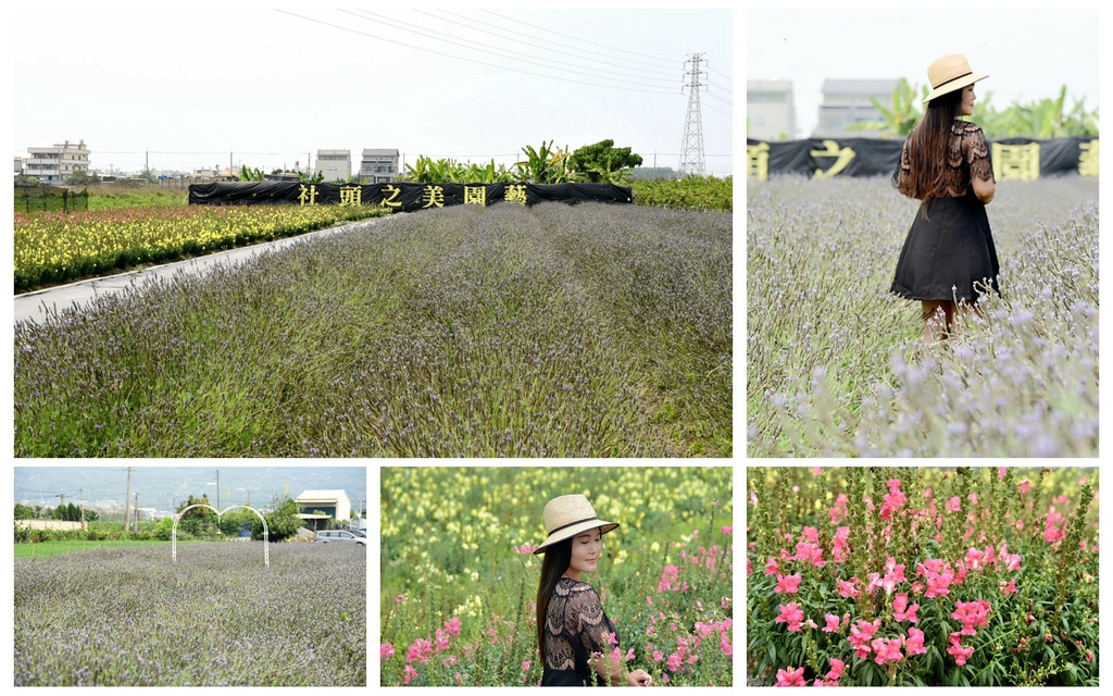 彰化,社頭,社頭之美園藝,金魚草花田,薰衣草,花海,賞花,秘境,金魚草,花季,打卡,彰化景點