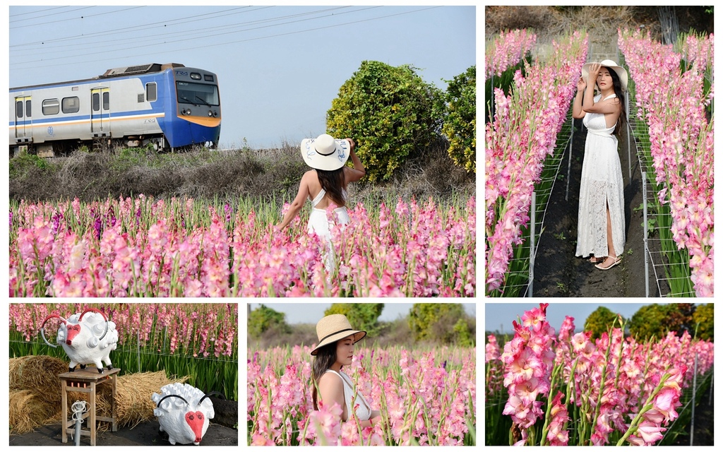 彰化社頭,雙鐵花田,劍蘭花海,火車秘境,田中高鐵站,普悠瑪號,裝置藝術,彰化,社頭,劍蘭花田,劍蘭花,花海,賞花,花季,火車,鐵道,車站