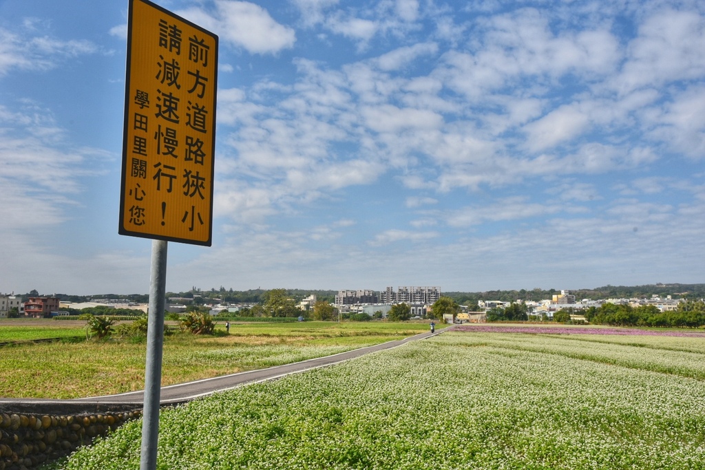 烏日學田里花海,蕎麥花,雛菊,台中烏日區,休耕田花海,高鐵站,彩虹花毯,台中,烏日區,花海,賞花