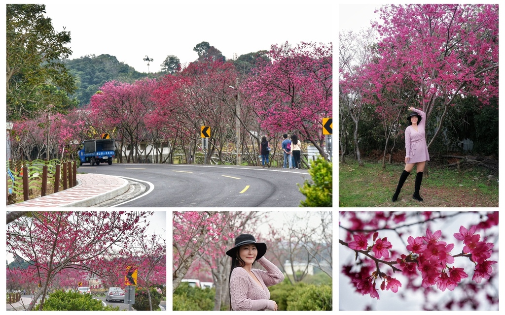 台中,新社,櫻花,花海,花季,新社區公所,復盛公園,免費景點,台中景點