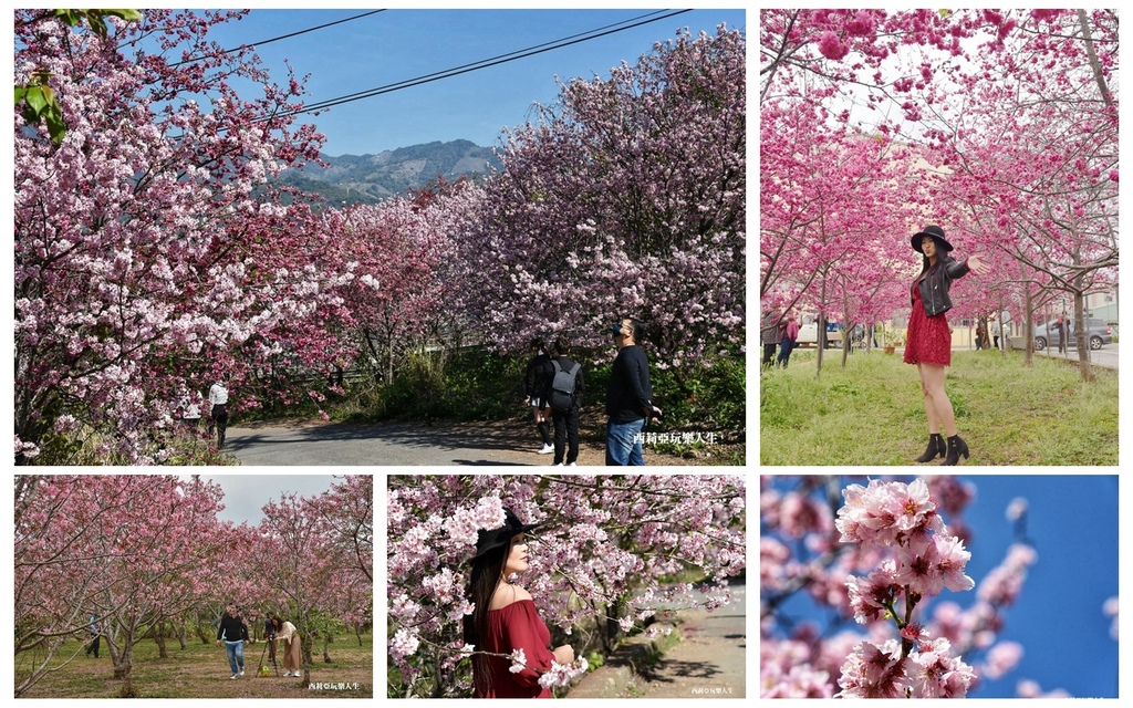 新社櫻花季,台中後花園,櫻花鳥森林,沐心泉休閒農場,上珍香菇農場,新社月湖莊園,北天直轄院,台中,新社,櫻花,櫻花季,賞花,免費景