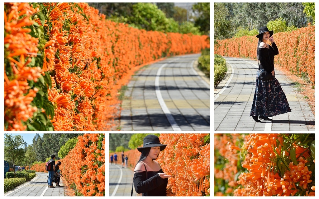 台中后里,炮仗花牆,赏花,花海美景,打卡勝地,后科路,觀光景點,台中,花海,花牆,花季,炮仗