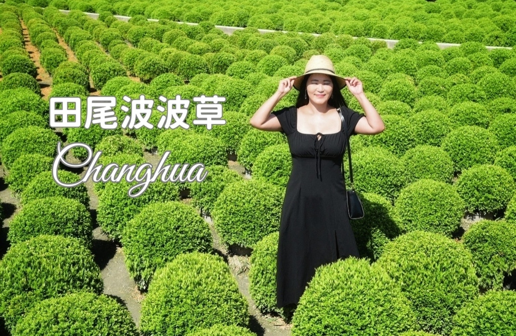田尾波波草,細葉七里香,彰化旅遊,多肉植物,寵物友善,草本植栽,田尾鄉景點,彰化,田尾,波波草,彰化景點,田尾景點,田尾花園,台版波波草,錫葉
