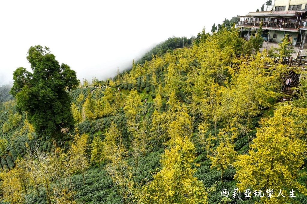 南投鹿谷一日遊景點推薦｜精選8個南投鹿谷景點攻略 深秋銀杏最