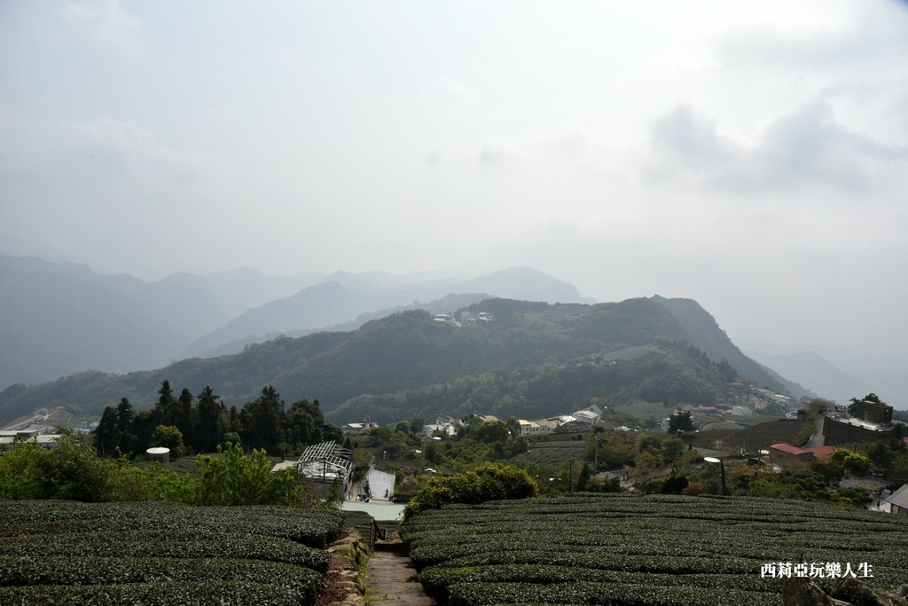 全台10大茶園景觀步道盤點