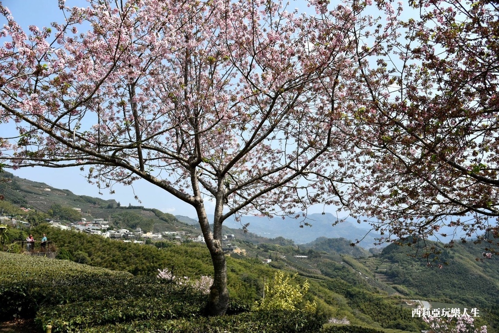 全台10大茶園景觀步道盤點