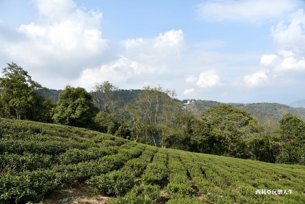 全台10大茶園景觀步道盤點