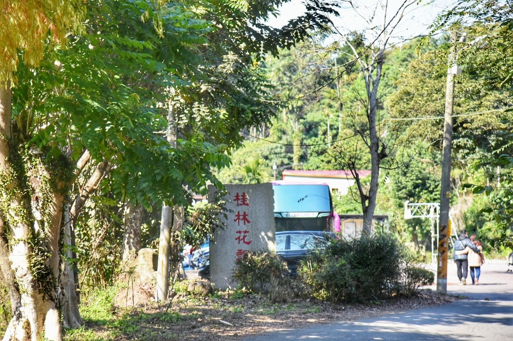 雲林古坑鄉｜桂林社區落羽松步道