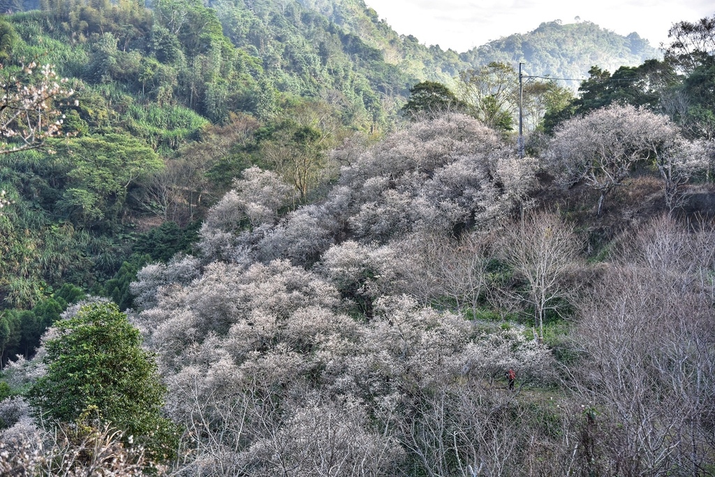 南投國姓鄉｜九尖茶廠