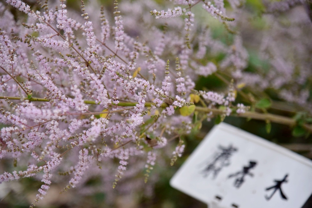 南投鹿谷鄉｜清水溝溪麝香木花道