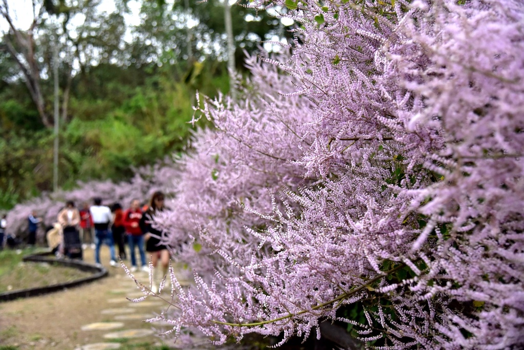 南投鹿谷鄉｜清水溝溪麝香木花道