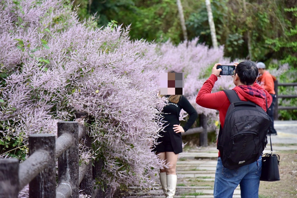 南投鹿谷鄉｜清水溝溪麝香木花道