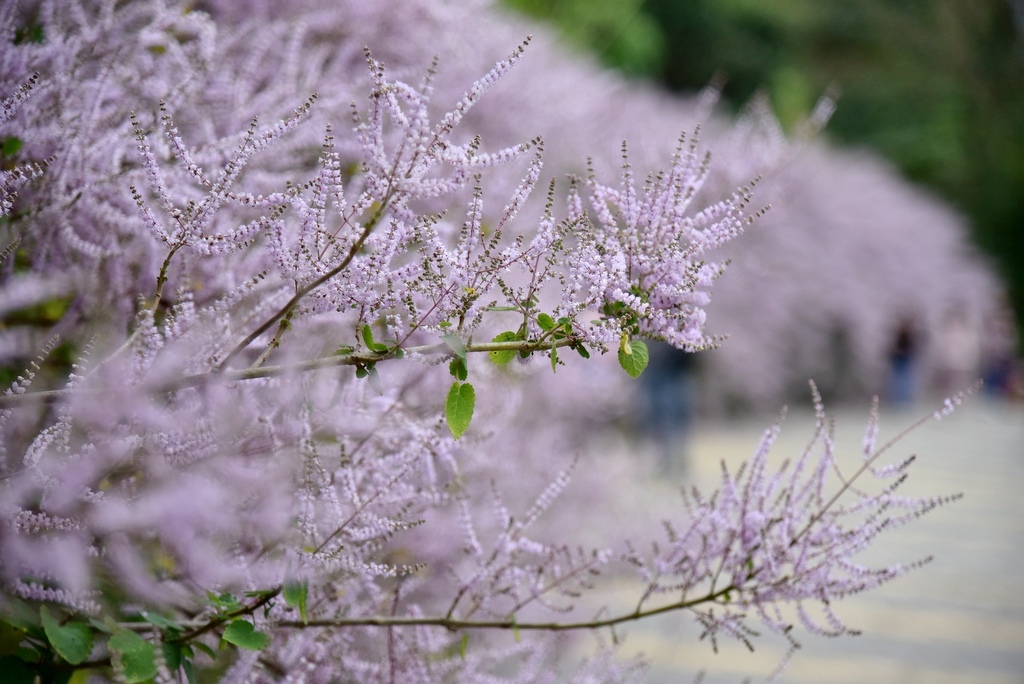 南投鹿谷鄉｜清水溝溪麝香木花道