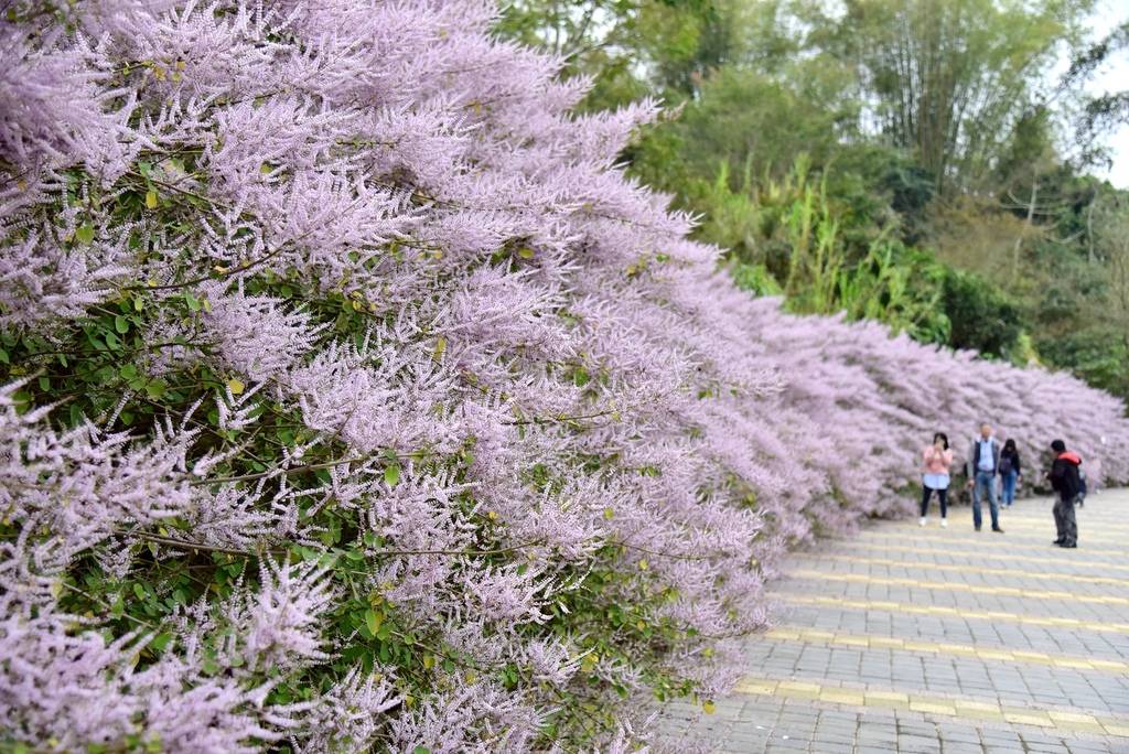 南投鹿谷鄉｜清水溝溪麝香木花道