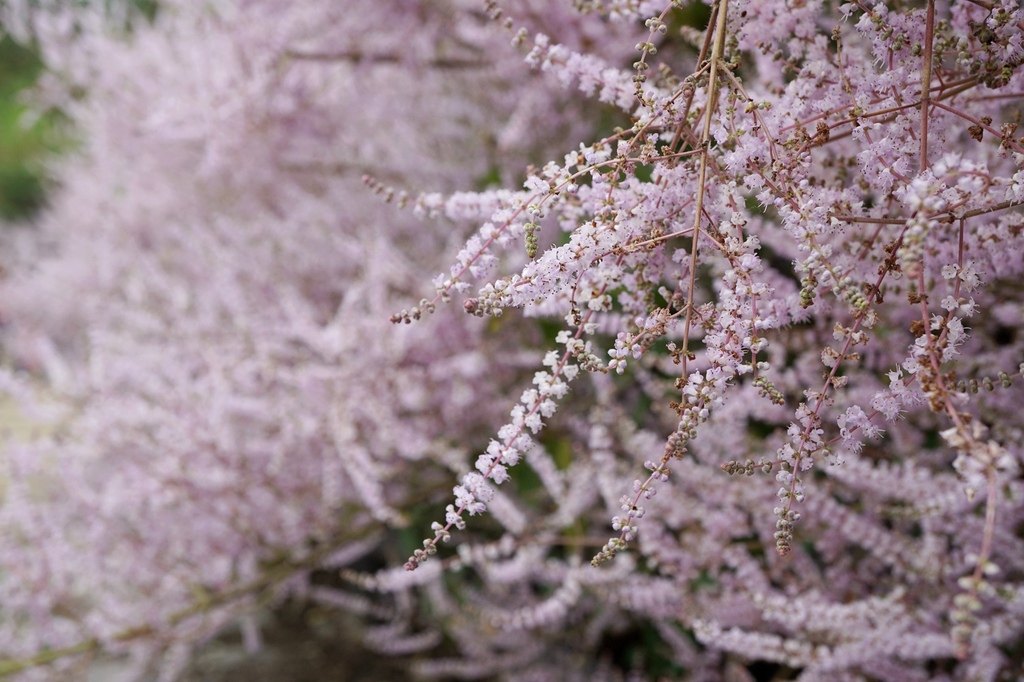 南投鹿谷鄉｜清水溝溪麝香木花道