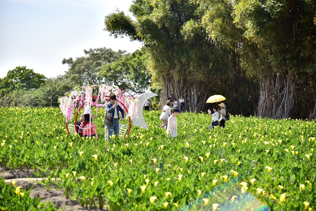 台中外埔區｜外埔黃色海芋花田 中部賞海芋最佳去處 新鮮花材現