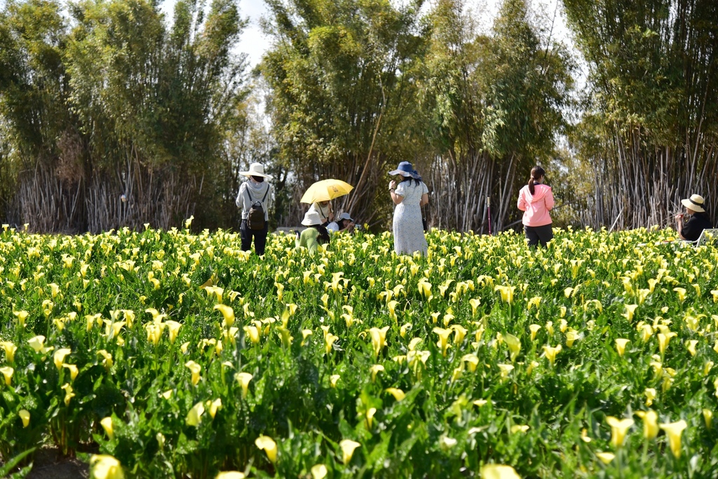 台中外埔區｜外埔黃色海芋花田 中部賞海芋最佳去處 新鮮花材現