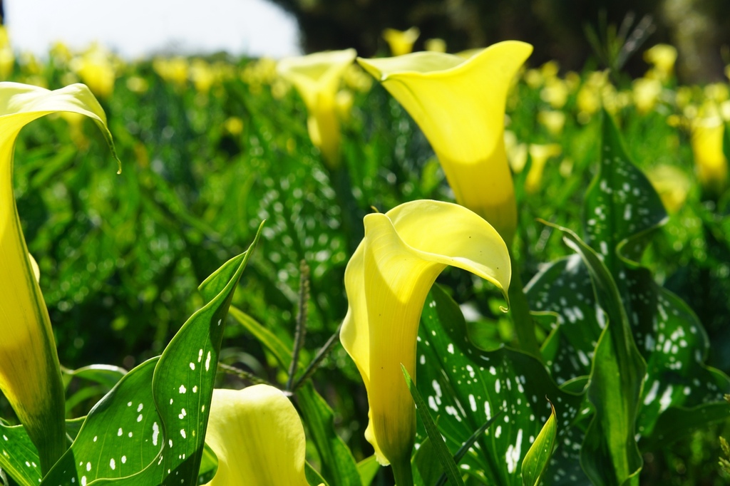 台中外埔區｜外埔黃色海芋花田 中部賞海芋最佳去處 新鮮花材現