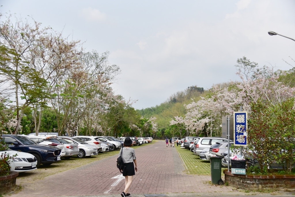 高雄六龜區｜新威天台山道場花旗木