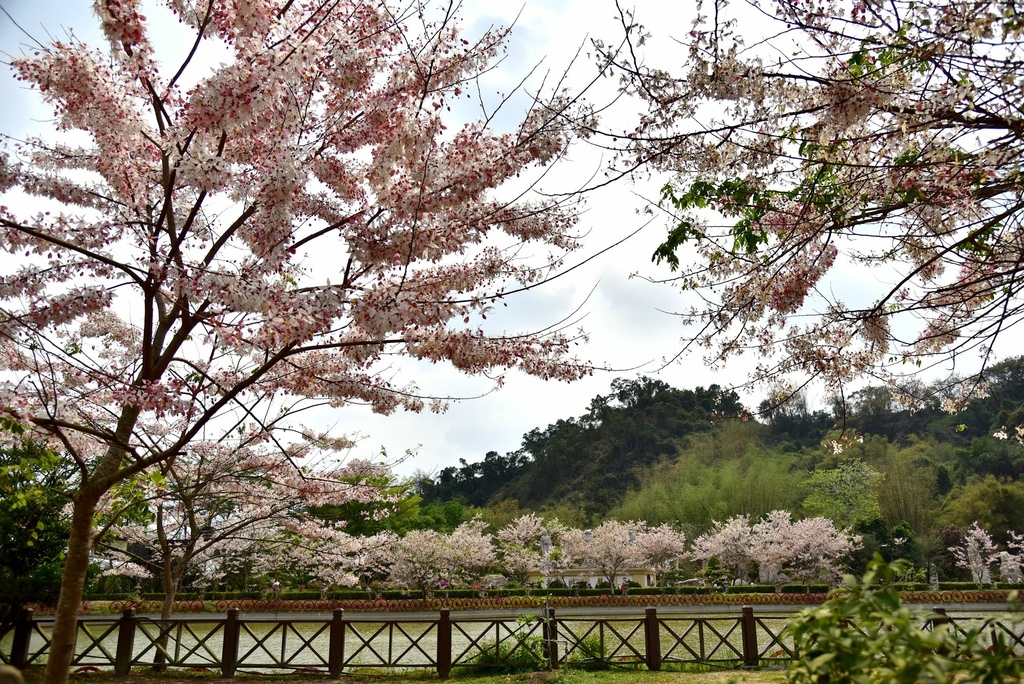 高雄六龜區｜新威天台山道場花旗木