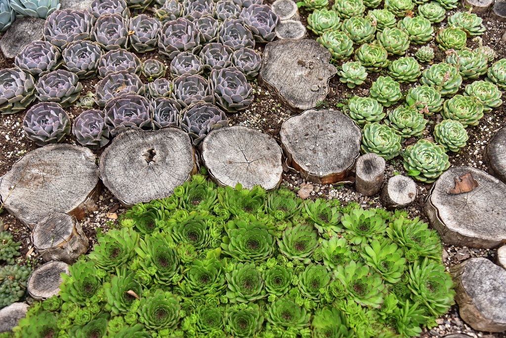 苗栗三義鄉｜雅聞香草植物工廠