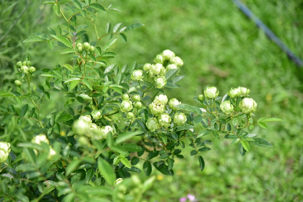 苗栗三義鄉｜雅聞香草植物工廠