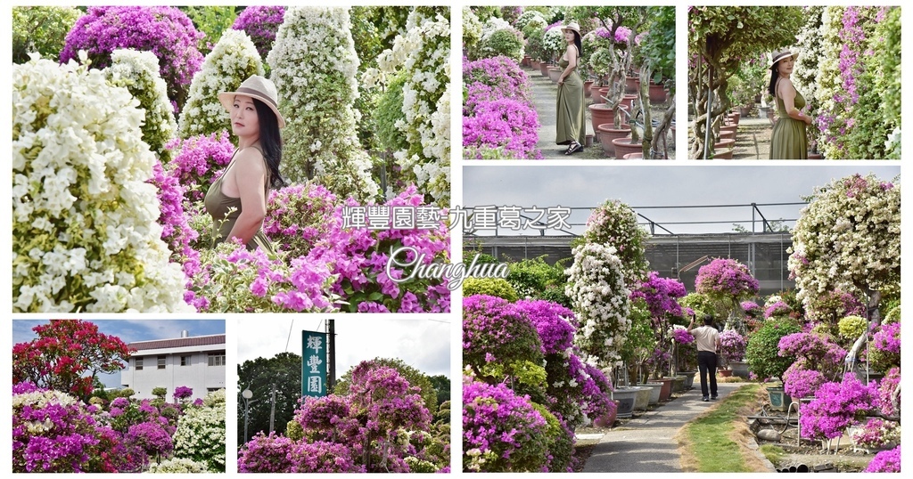 彰化,田尾,彰化景點,田尾景點,輝豐園藝,九重葛之家,九重葛,園藝,花卉