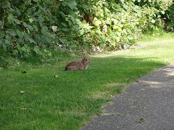 公園裡被野放的兔子