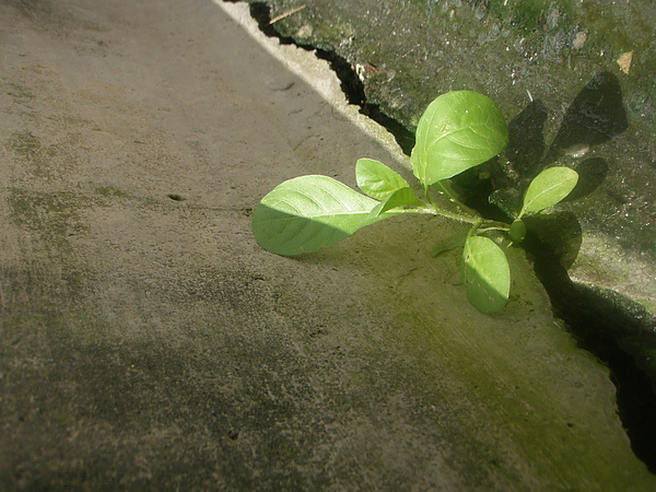 P6200137.JPG P6200137.JPG