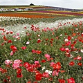 北海道薰衣草田 (10).JPG