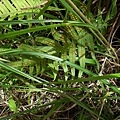 阿里山水龍骨