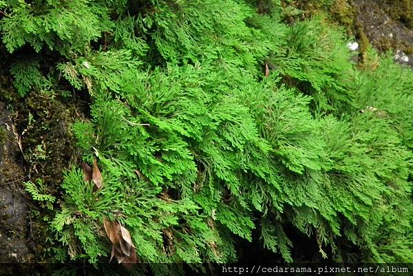 Selaginella tamariscina (Beauv.) Spring 萬年松