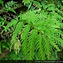 Selaginella delicatula (Desv.) Alston 全緣卷柏