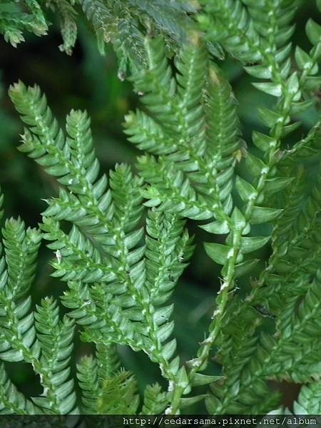 Selaginella mollendorffii Hieron. 異葉卷柏