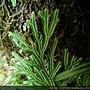 Selaginella involvens (Sw.) Spring 密葉卷柏