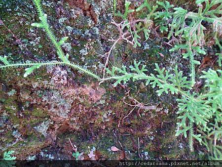 Lycopodiella cernua (L.) Pichi 過山龍