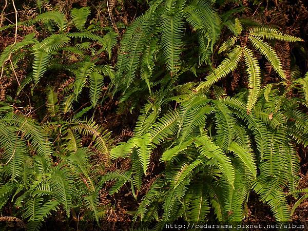 Dicranopteris linearis (Burm. f.) Underw. 芒萁