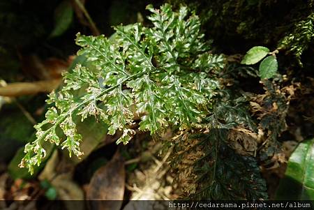 Cephalomanes obscurum (Blume.)K. Iwats. 線片長筒蕨