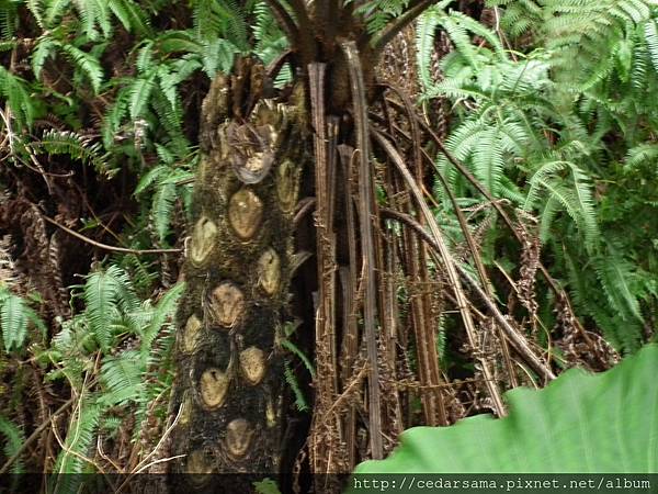 Cyathea lepifera (Hook.) Copel. 筆筒樹