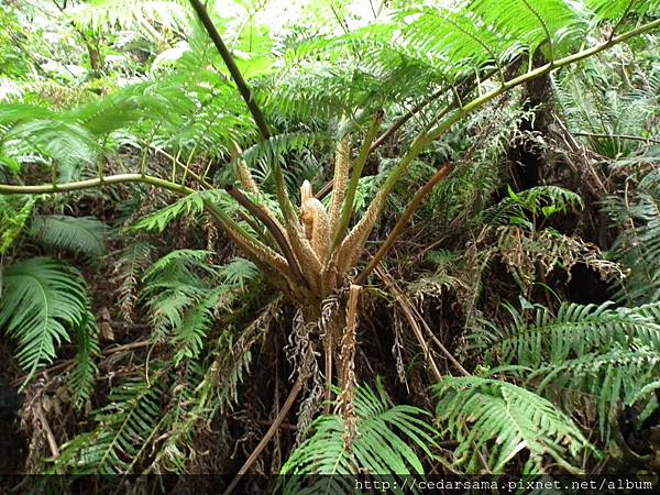 Cyathea lepifera (Hook.) Copel. 筆筒樹