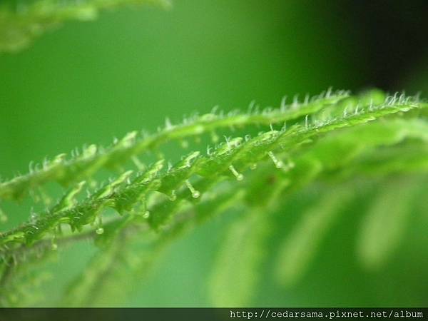 Peranema cyatheoides Don 柄囊蕨